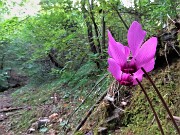 Bing Bench 128-Monte Corno-Pizzo Rabbioso (20ag21) - FOTOGALLERY